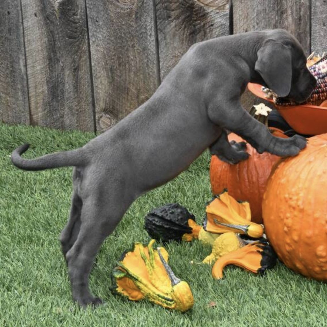 comprar cachorros sanos, baratos y asequibles para la venta